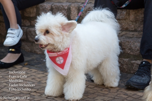 01/06/19 - Pet e Inclusão! Cães Terapêutas!